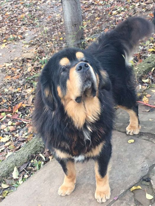 Продавам Тибетски мастиф