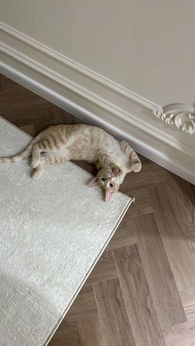 Кошка Симба бесплатно