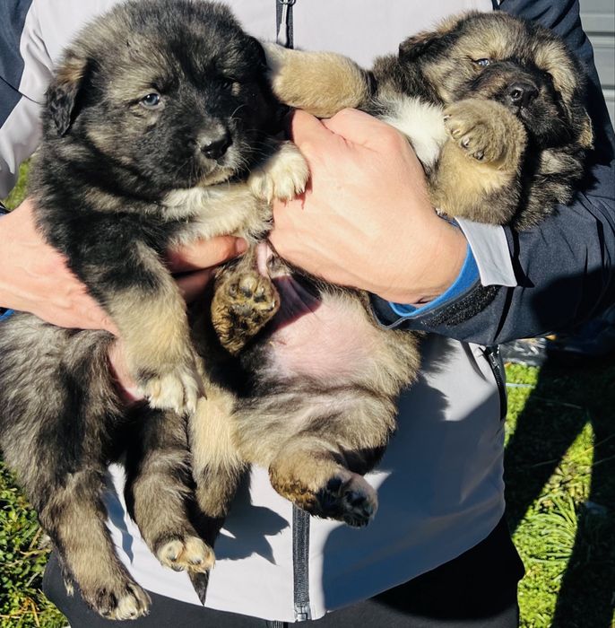 Catei Ciobanesc Corb