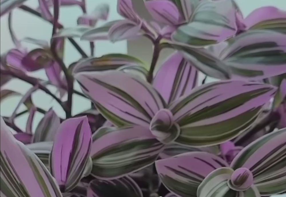 Продам    срезы  традесканции Нанук