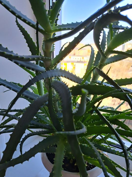 Продаю Алоэ лечебный, 3 года