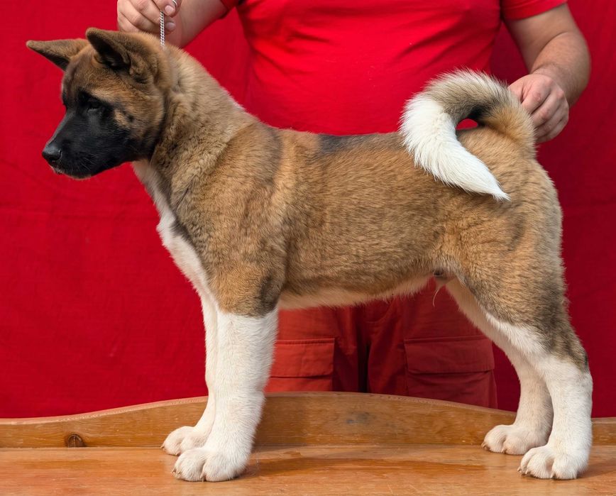 Akita American - Mascul cu pedigree de tip A