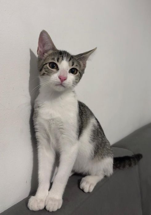 Pisicuțe pentru adopție