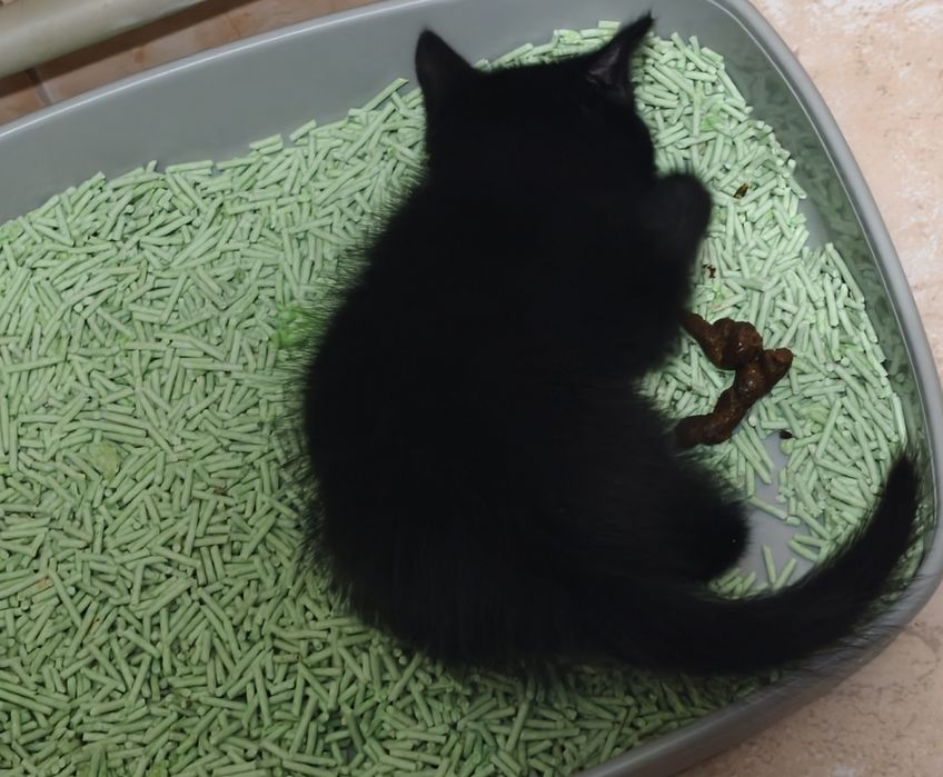 Котенок (за шоколадку)