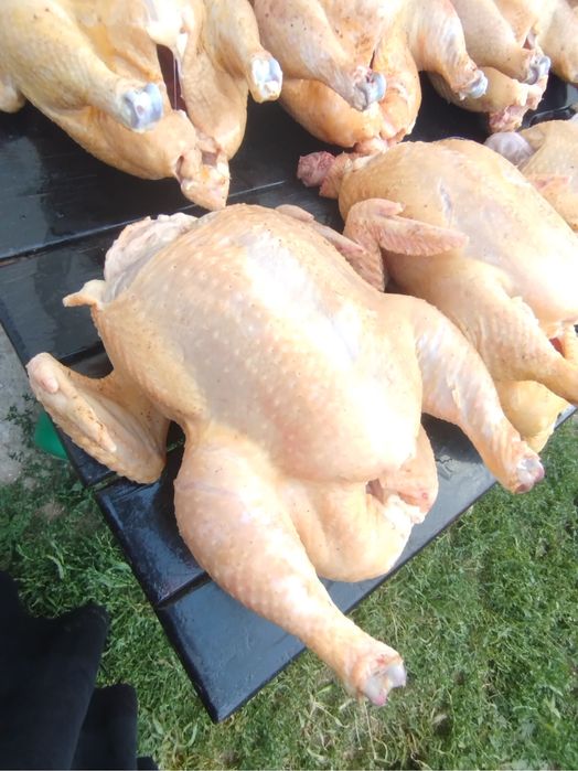 Продаю домашних бройлеров