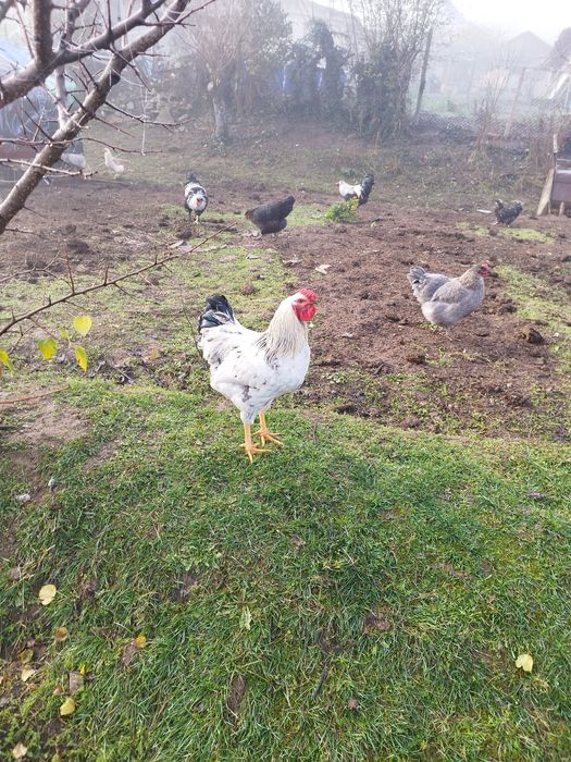 Продавам петлета