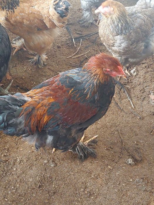 Брама ва кора шахзода товук ва жожалар