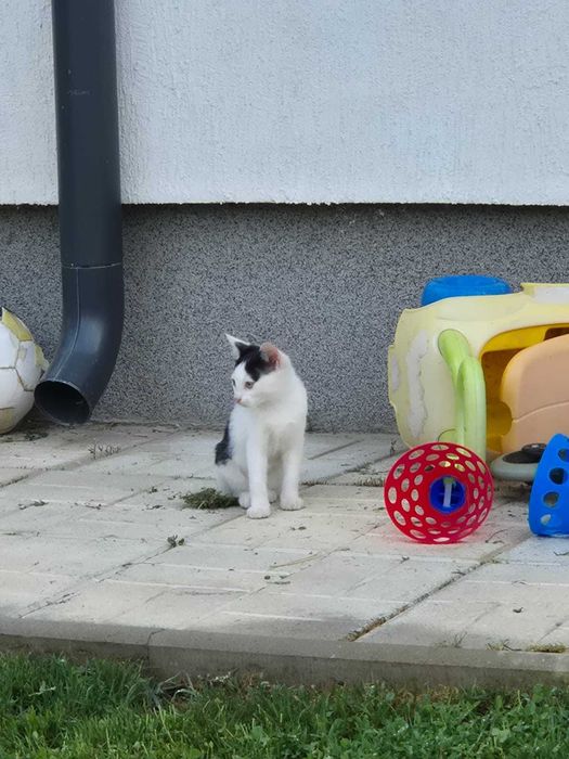 Dau spre adoptie 4 pisoi, aproximativ 3 luni