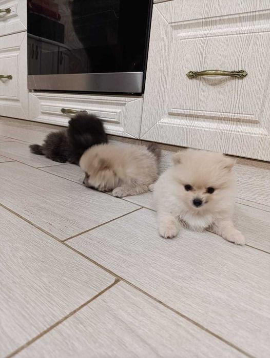 Щенки Померанского шпица