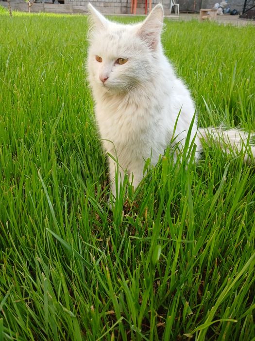 Mushuk sotiladi,1 ga toʻlmagan.