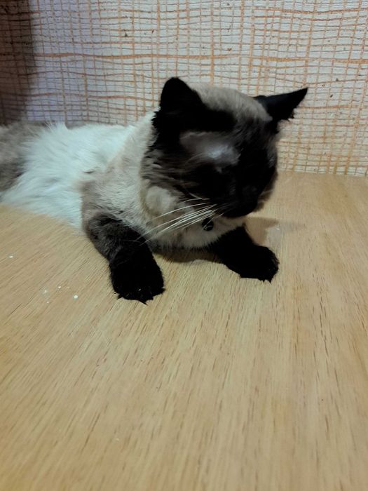 Кот исламский 3 годика