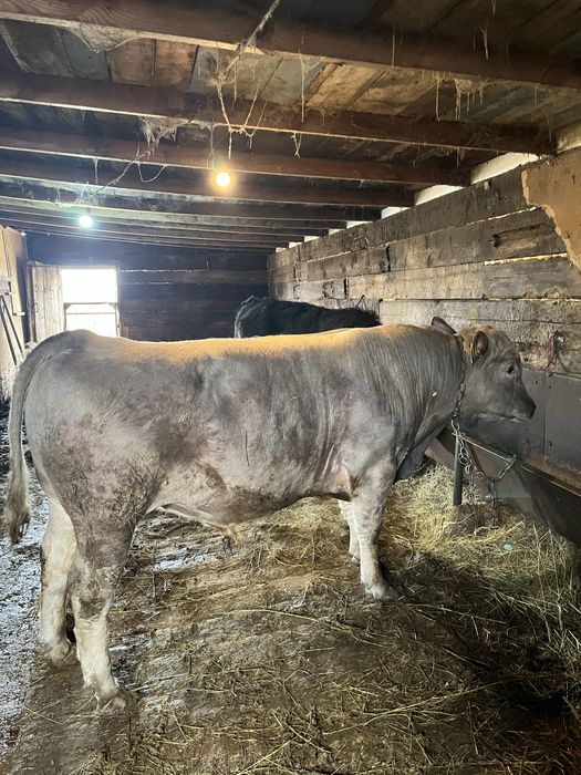 Продам бычка на племя