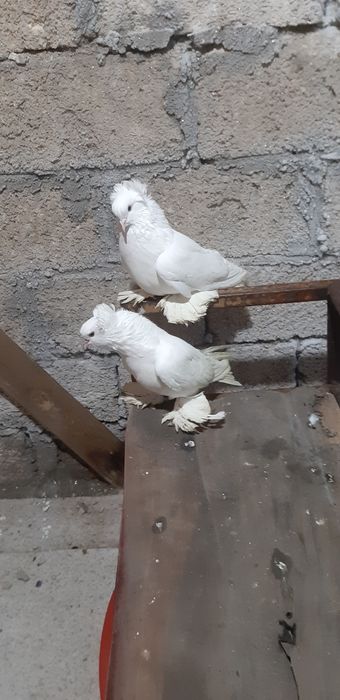 Пара белых чубатых