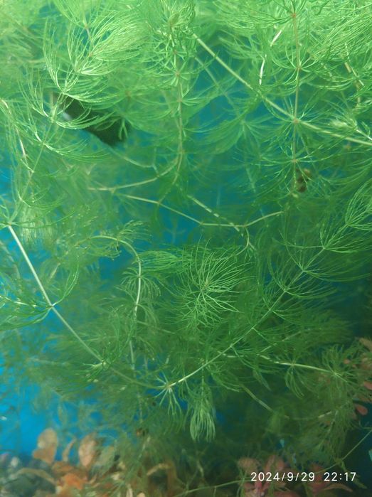 Аквариумные растения