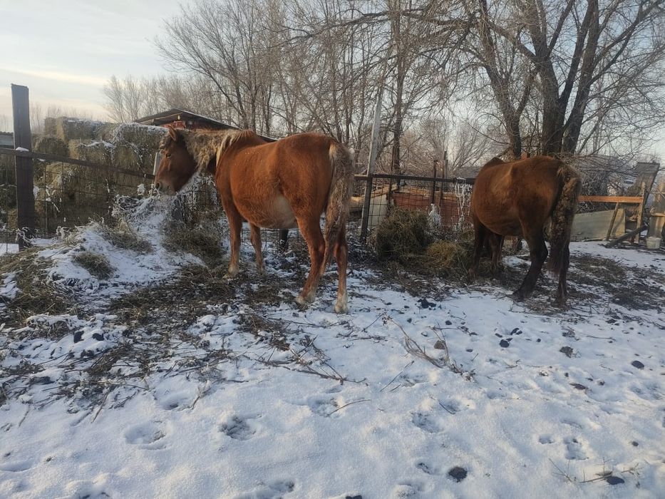 Буаз биелер Марта туад