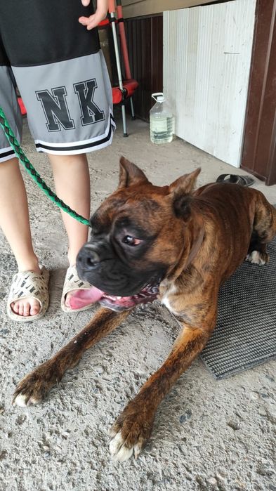 Срочна продам в добрые руки