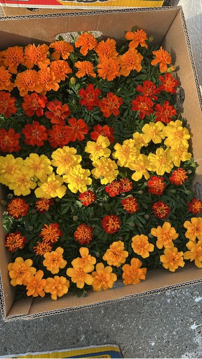 Петунья бархатцы