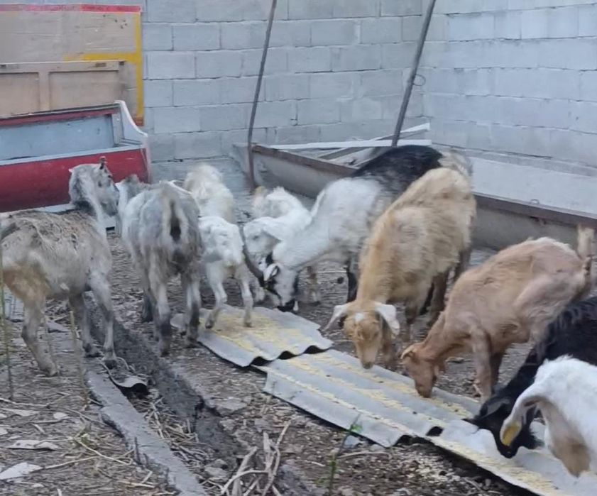 Продаются козы  хорошие
