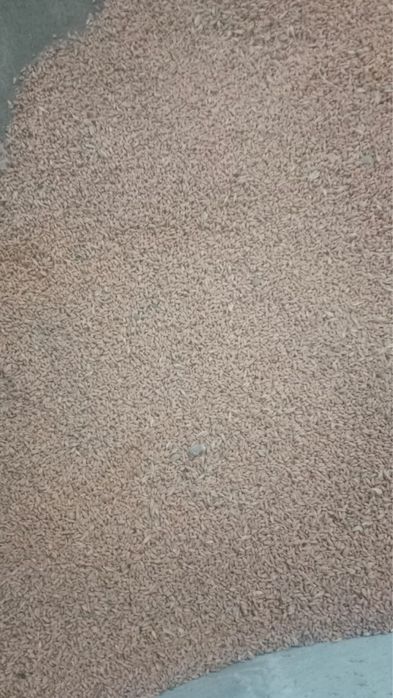 Продам пшеницу высокого сорта