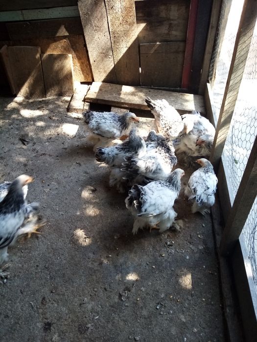 Găini de rasa de diferite marimi