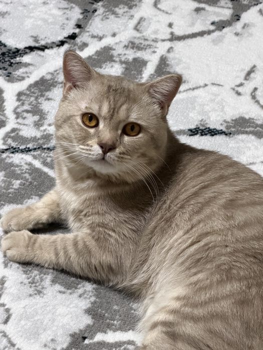 Ищем кошечку для вязки