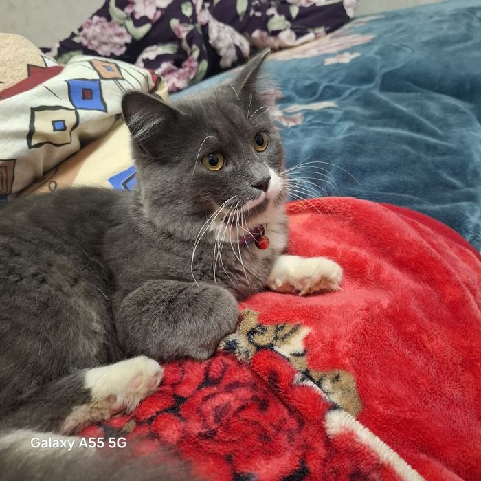 Мушук кошка сотилади