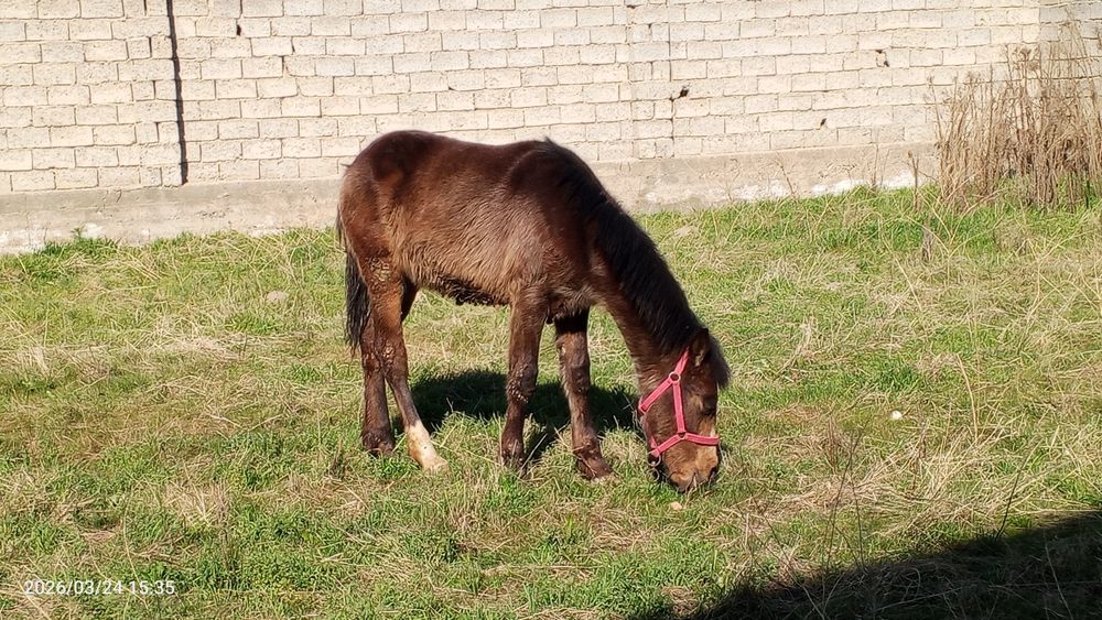 7 oylik toy sotiladi