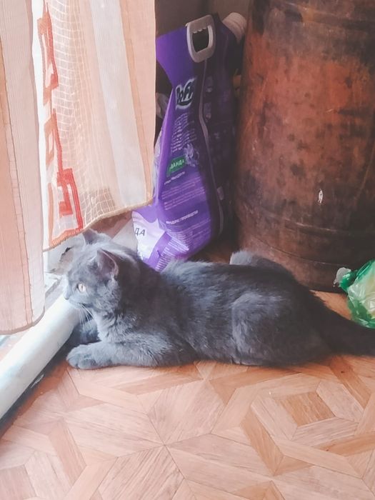 Кошки для домашная