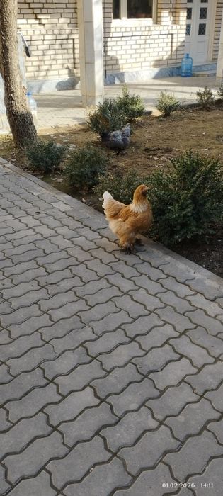 Xo'roz, tovuqlar sotiladi