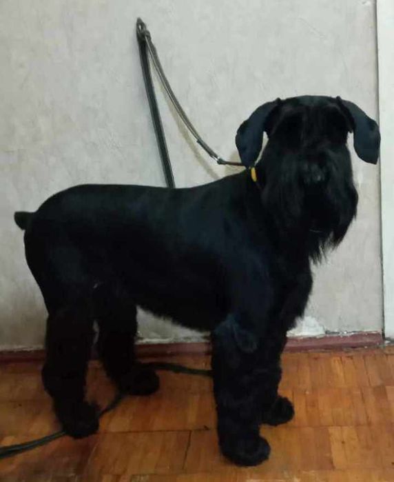 Груминг, стрижка кошек и собак