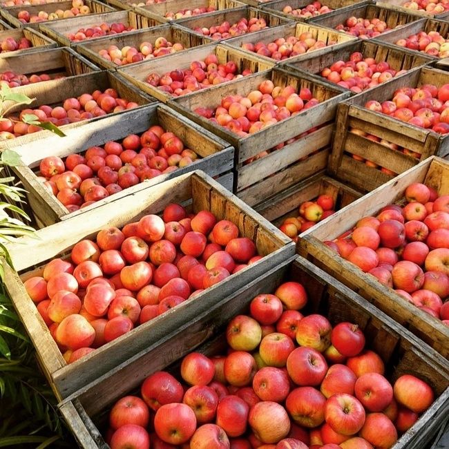 Mere Voinesti pentru masa si suc