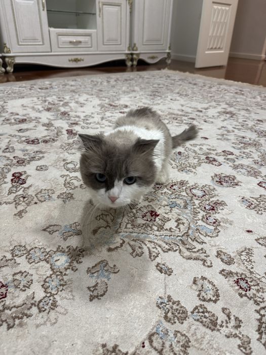 Кот породы рэгдолл 3 года.