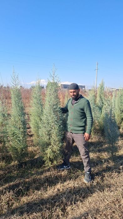 Archa va dekorativni darahtlariniz bor dastafka hizmati mavjut