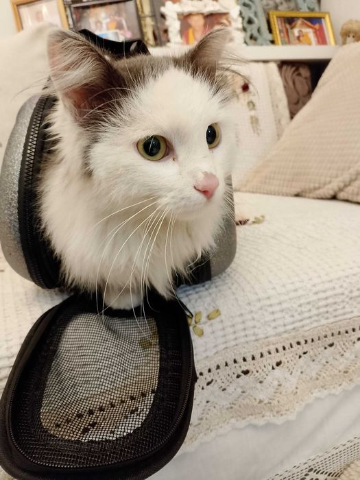 Прокурор ищет любящих хозяев