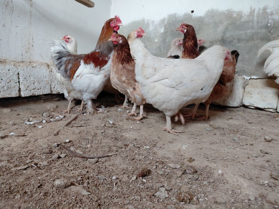 Тауыктар сатылады