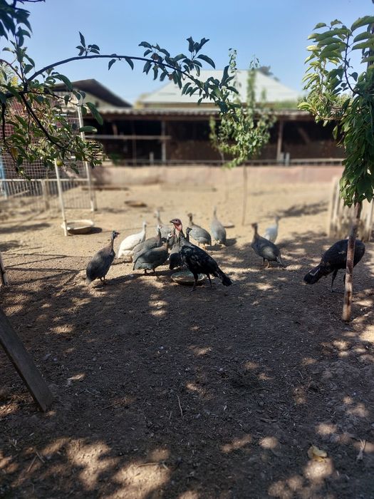 Продаётся  цесарки