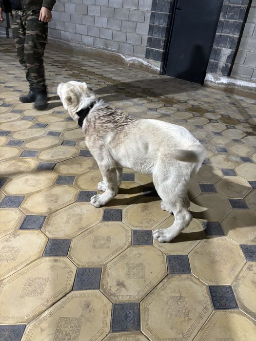 щенки тобет боец