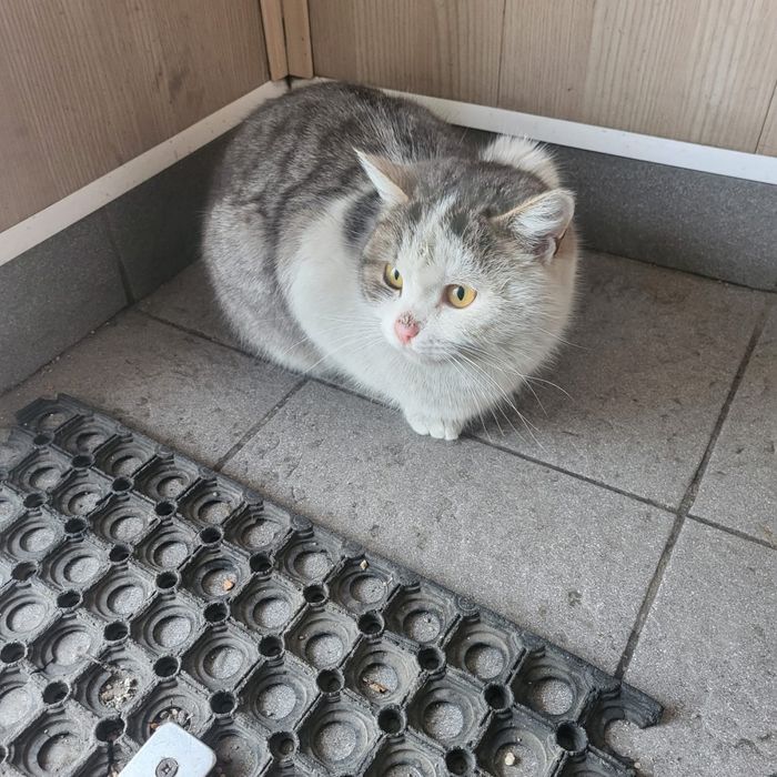 Дарю симпатичного котика