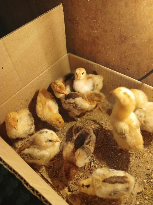 Продам брама цыплят