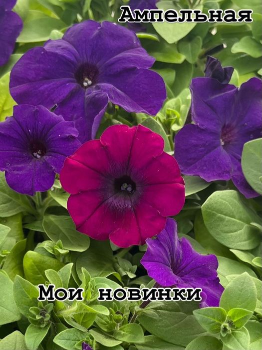 Питания красивая