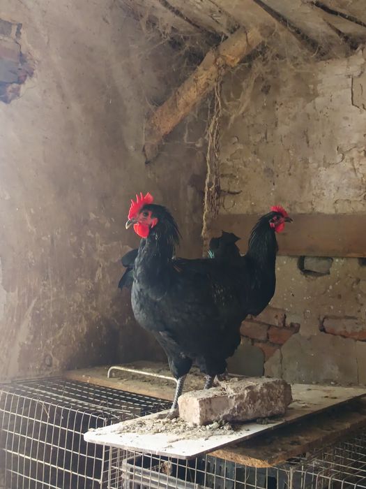 Cocoși australorp