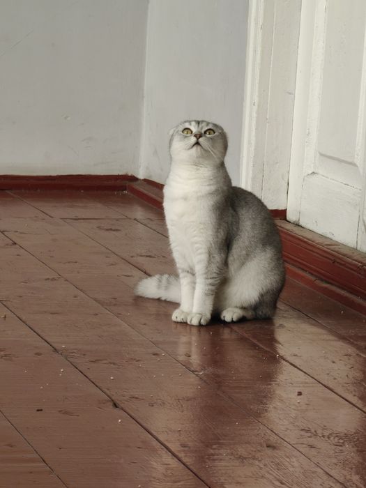 Мушук срочни сотилади булиши 1,800,000 сум.Скотиш фолд ургочи 9ойлик