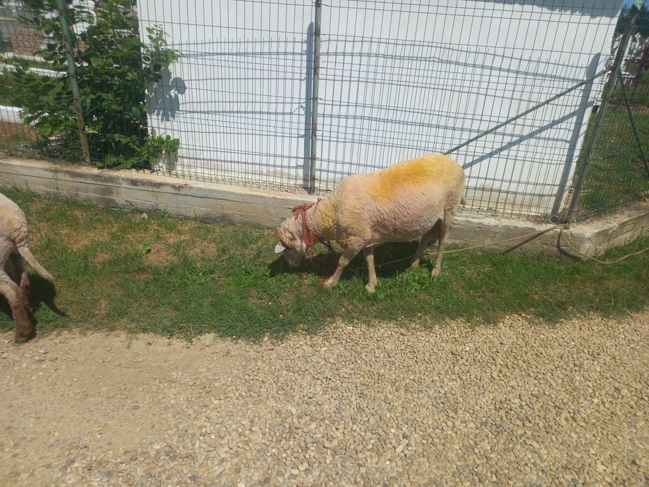 Berbec merinos de palas ruginiu, Berbec tigau florin si Berbec bulgaresc bel