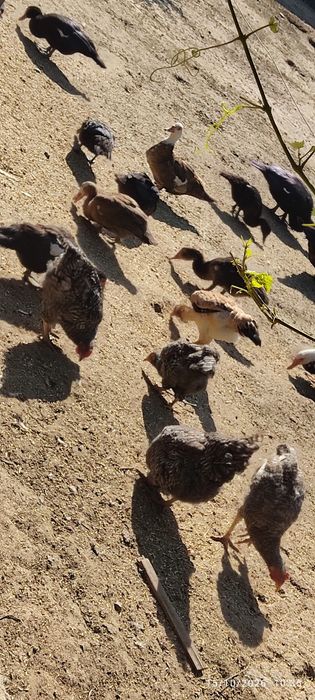 Yirik Muskus oʻrdaklar rangli  ,(bolalari ham bor oʻrta yoshli )