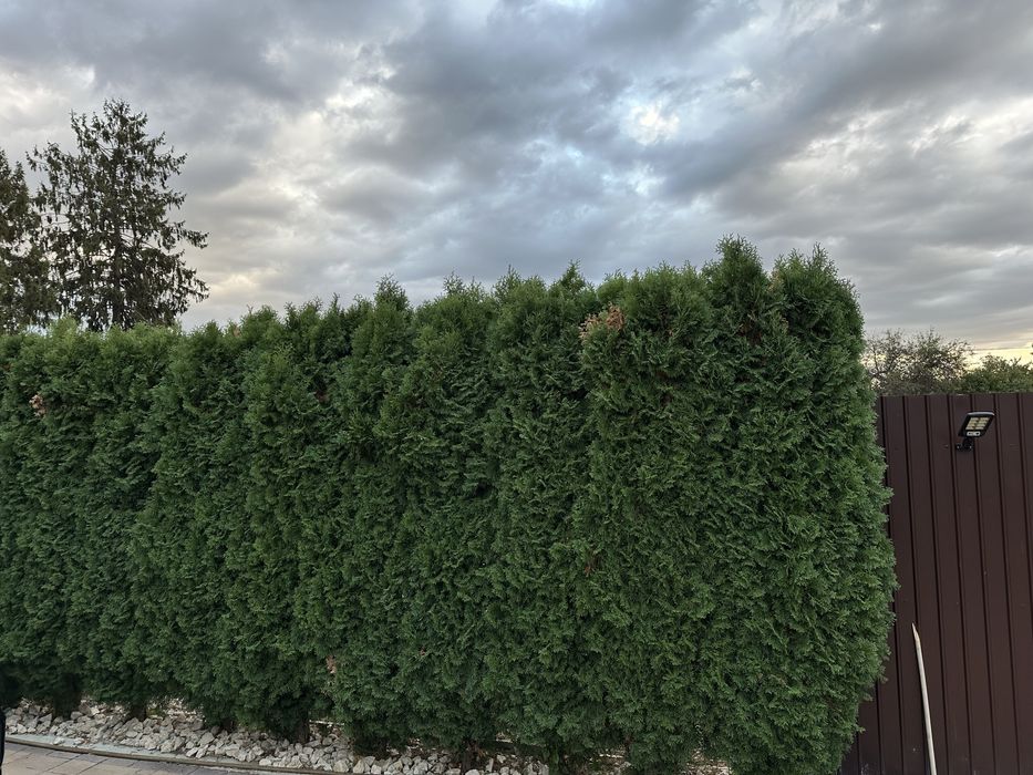 Vand tuia occidentalis smarald 250-270 cm