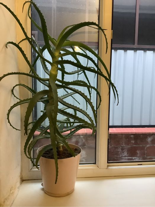 Продам алоэ высота 80 см