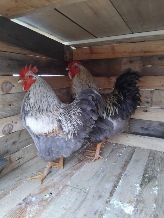 Vând cocosi de rasa!