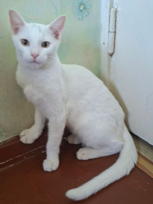 Пристраивается котик,7  месяцев