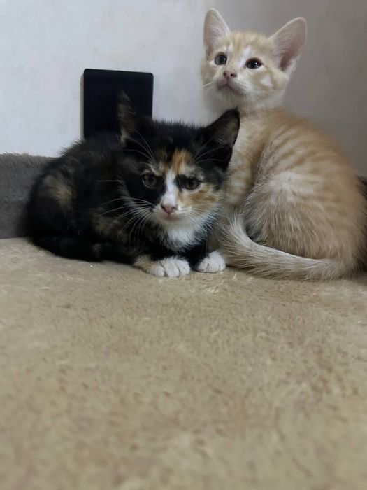 Отдам котят даром в добрые руки