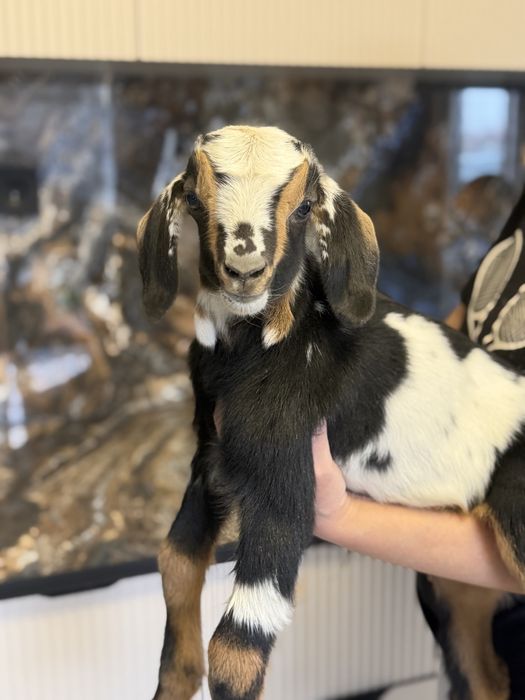 Продам козлика альпо-нуб